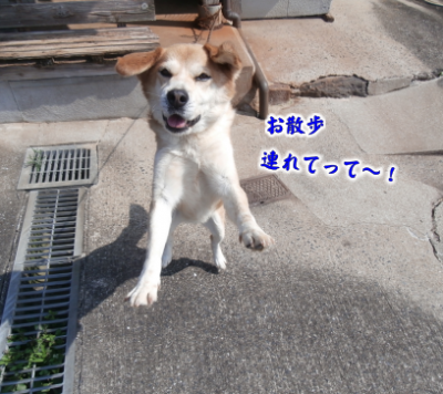 犬①（2019-07-19）