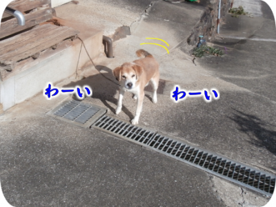 犬①（2019-12-29）