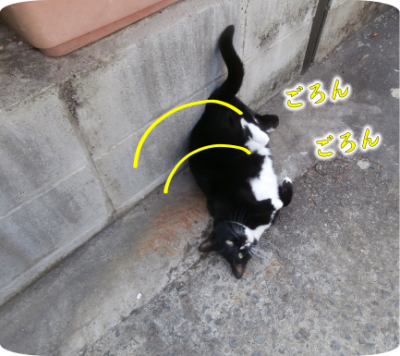 猫①（2020-01-04）