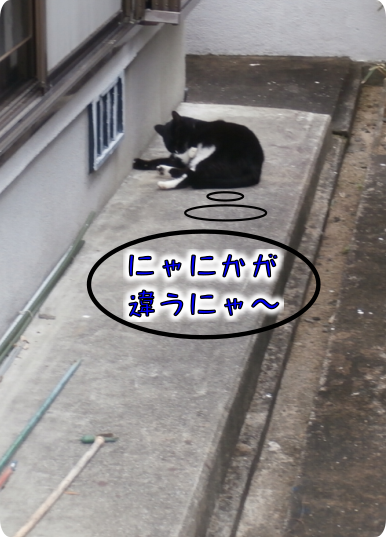 猫①（2020-01-14）