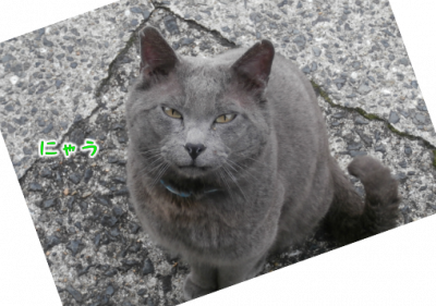 猫①（2020-02-16）