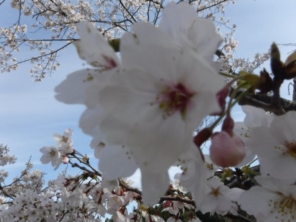 20190405-4-M2三瀬谷プリプラ1_もみじ公園桜UP.JPG