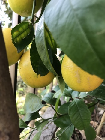 変換檸檬木8