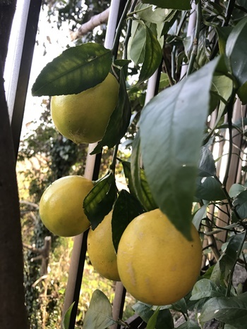 変換檸檬木9