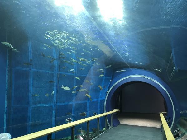 琵琶湖博物館　水族展示室　トンネル水槽