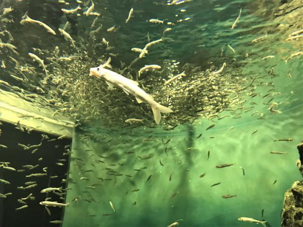 琵琶湖博物館　水族展示室　小さい魚いっぱい