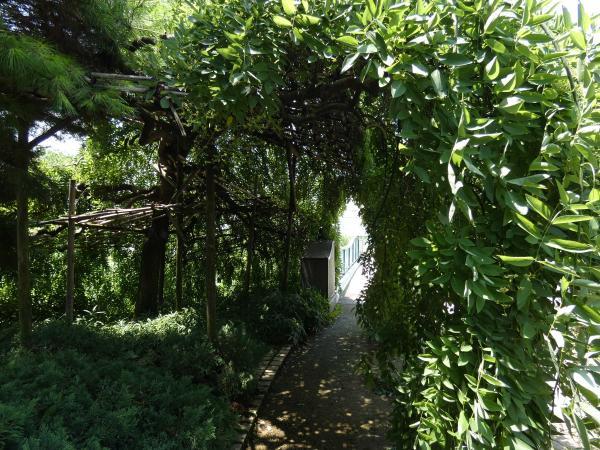 水生植物公園みずの森　シダレエンジュのトンネル