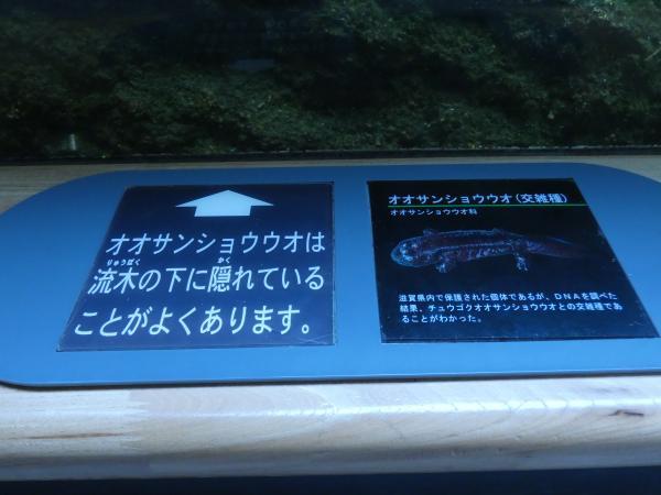 琵琶湖博物館の水族展示室　オオサンショウウオの説明
