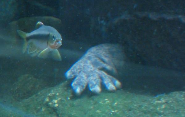 琵琶湖博物館の水族展示室　オオサンショウウオの足