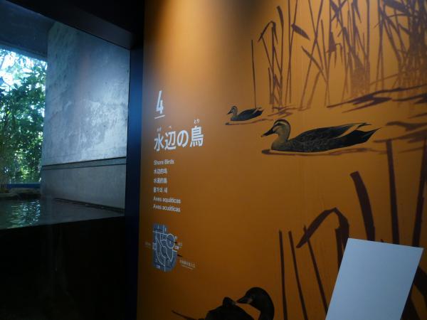 琵琶湖博物館の水族展示室　水辺の鳥