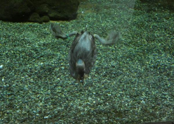 琵琶湖博物館の水族展示室　潜るカイツブリ