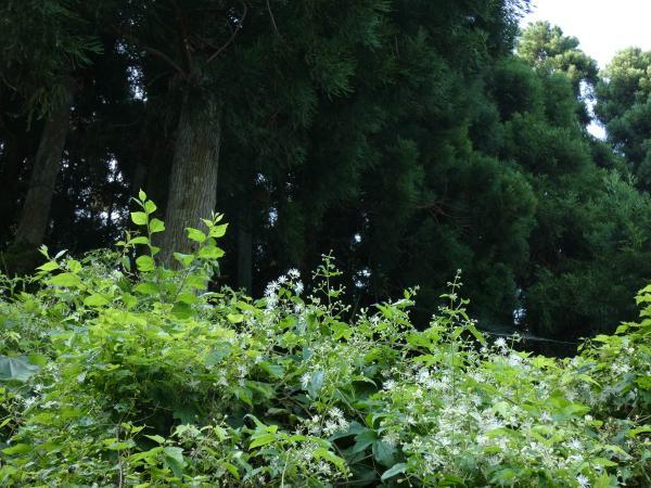 杉林の前で咲くボタンヅル