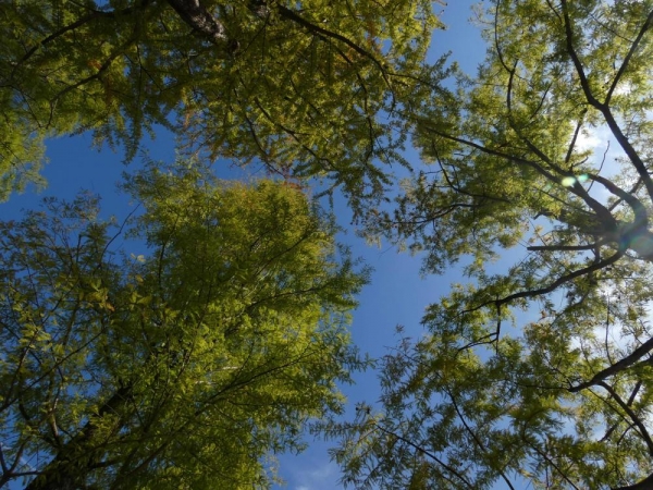滋賀県立陶芸の森　緑のメタセコイヤと青空