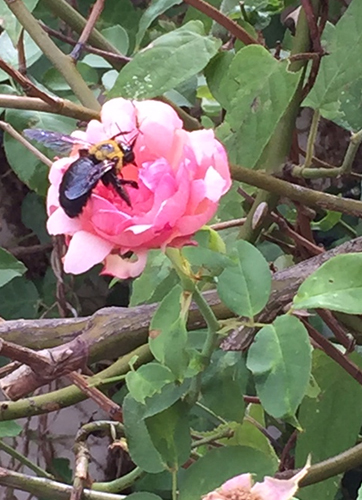 バラの花にクマバチ