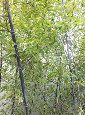 クロチク（黒竹）の植栽