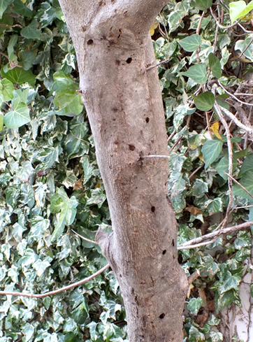 オリーブの木　「オリーブアナアキゾウムシ」の穴