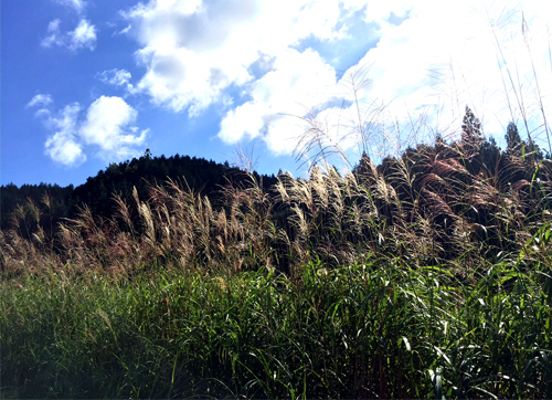 秋空とススキの高原